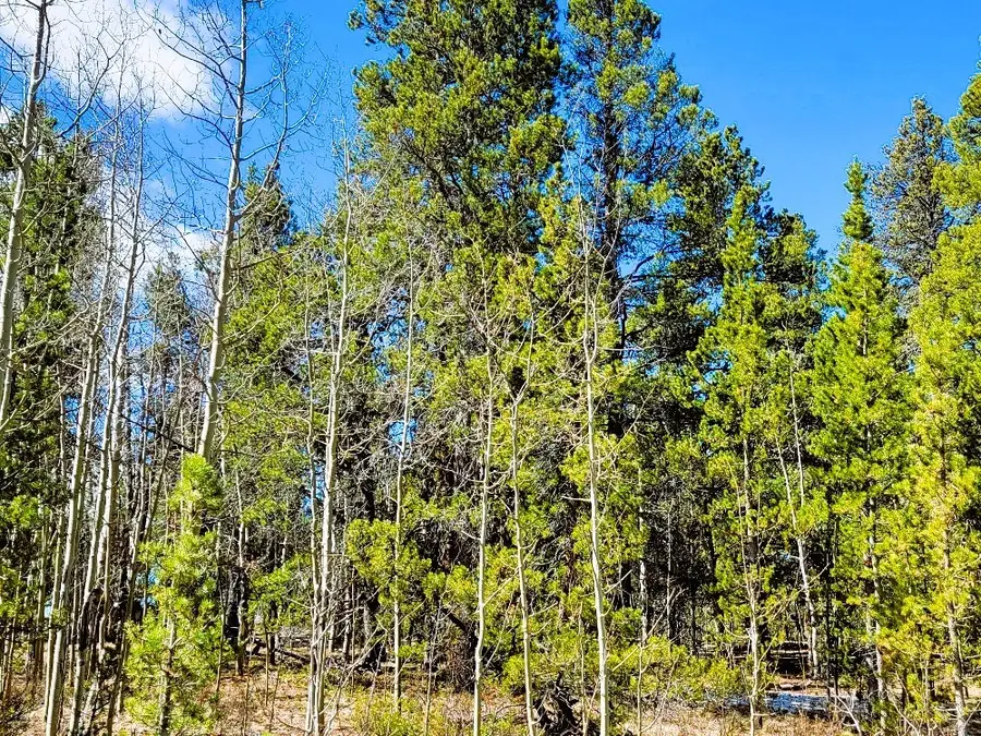 542 Thickspike Road, Fairplay, CO 80440 - Image #3