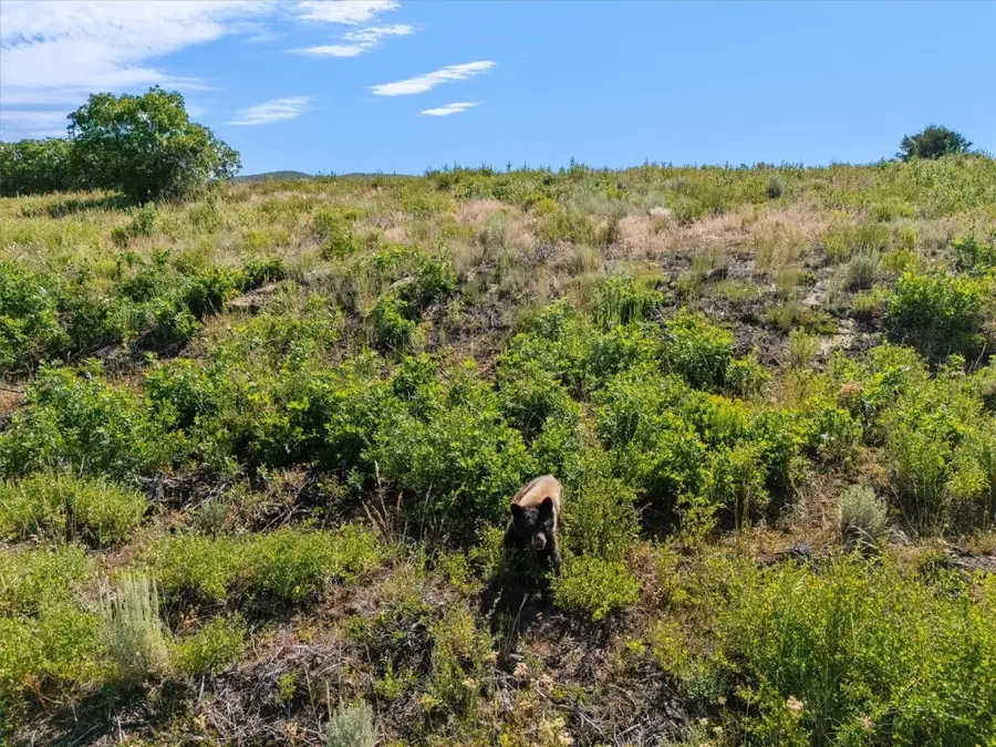 32095 Judges Viewpoint, Oak Creek, CO 80467 - Image #3