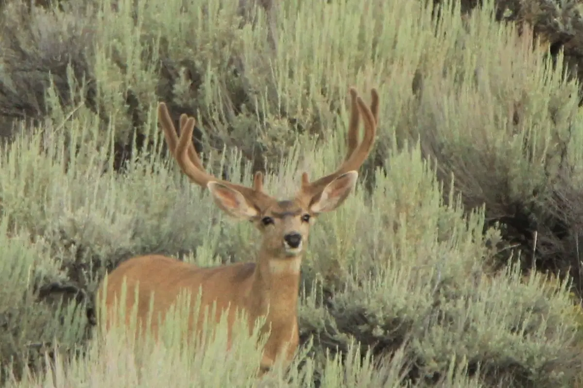 TBD Highway 40, Craig, CO 81625 - #1