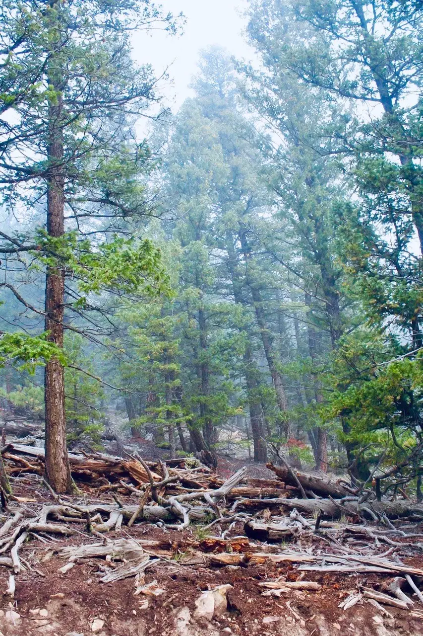 1941 Redhill Road, Fairplay, CO 80440 - #3