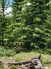 3130 High Creek Road, Fairplay, CO 80440