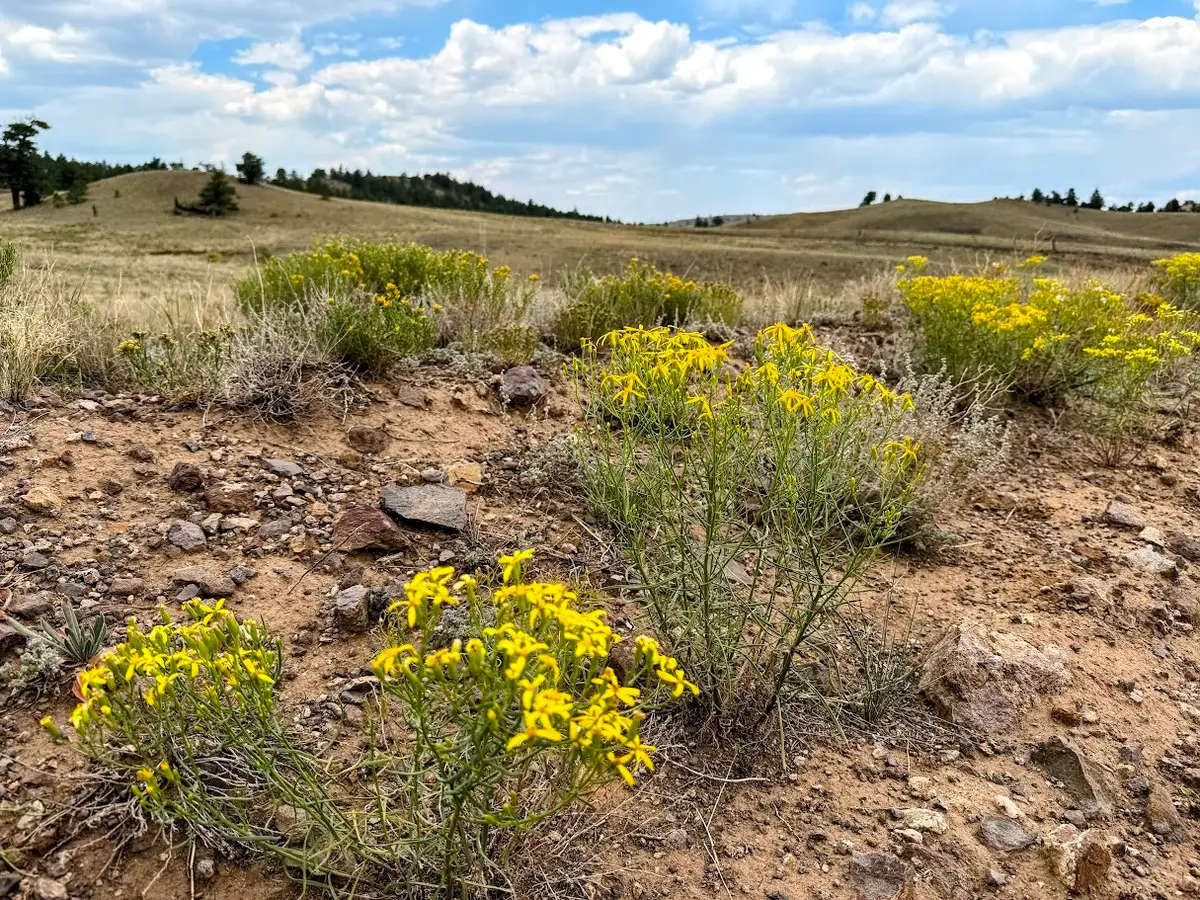 00000 Cherokee Trail, Hartsel, CO 80449 - #1