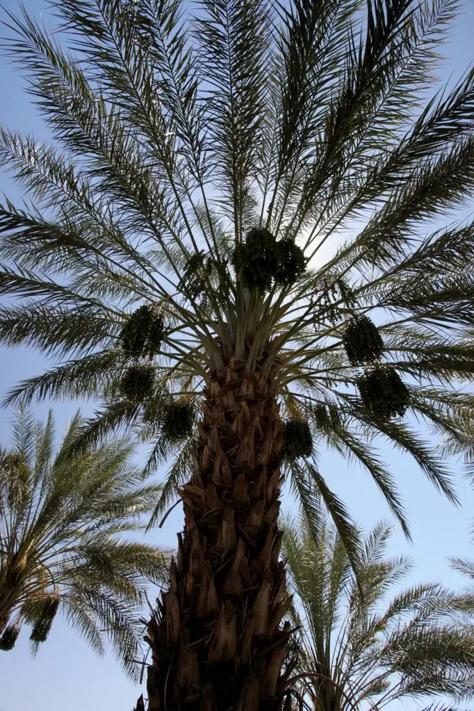 0 Monroe Street, Thermal, CA 92274 - #3