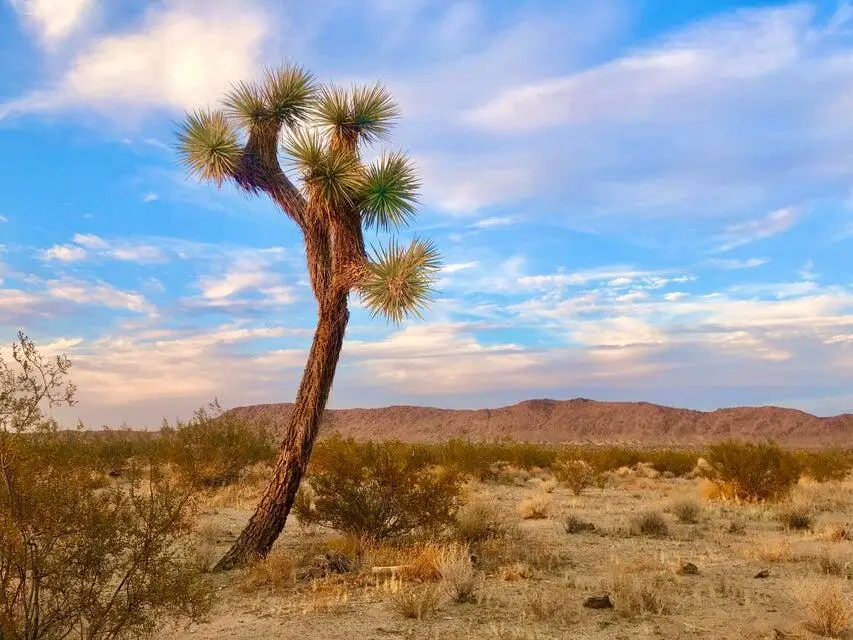 40101 Sunfair Road, Joshua Tree, CA 92252 - #3