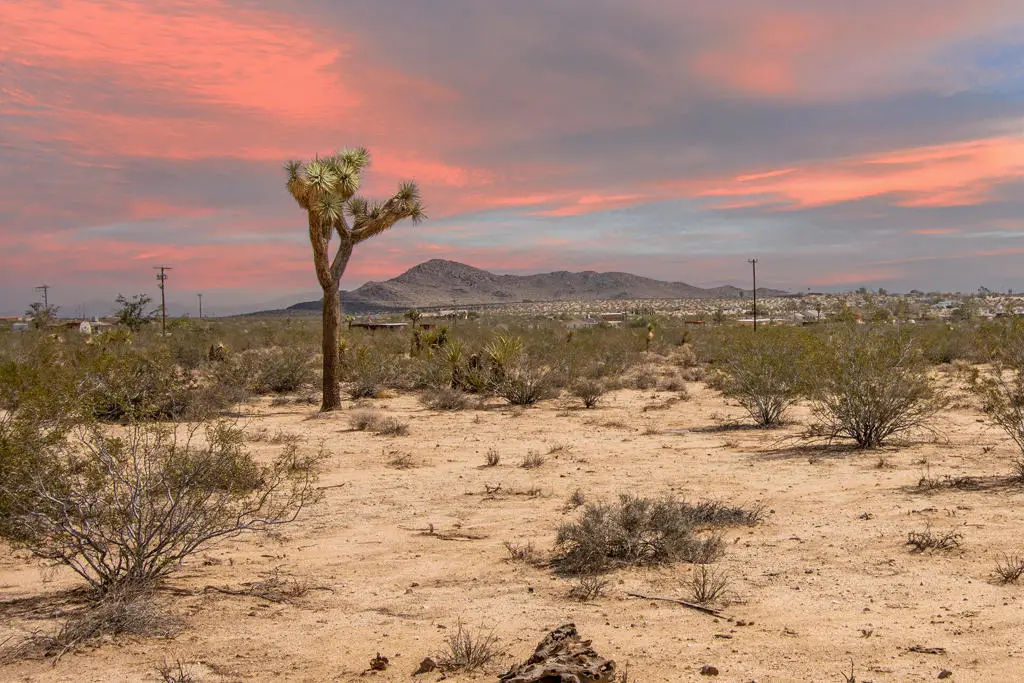 401 Stonehill Avenue, Joshua Tree, CA 92252 - #1