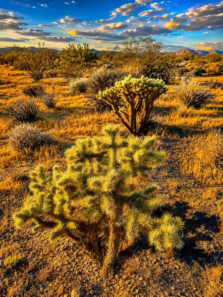 0 Rockwood Road, Joshua Tree, CA 92252 - #2