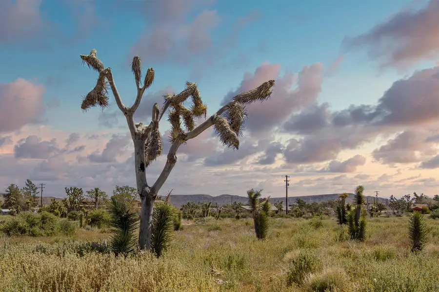 129 Annie Oakley, Pioneertown, CA 92268 - #2