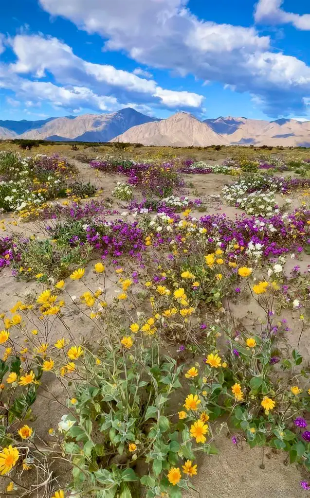 1634 Las Casitas Drive, Borrego Springs, CA 92004 - #3