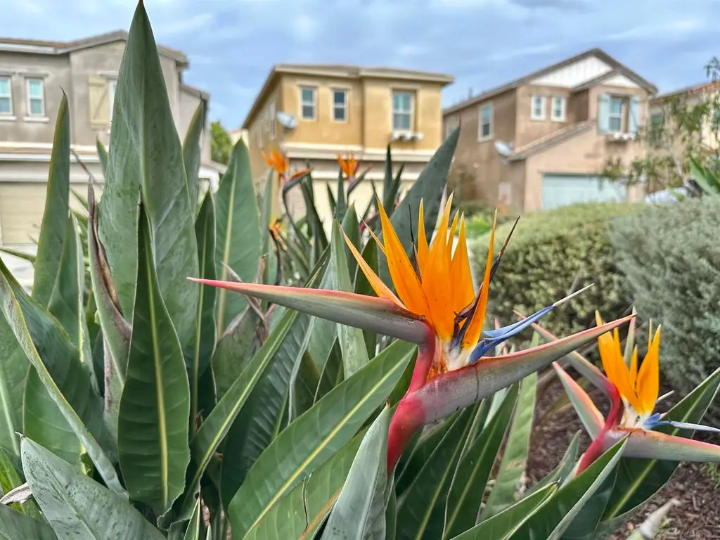 1132 Cherry Tree Lane, Vista, CA 92084 - #1