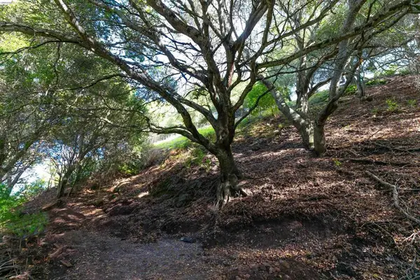 20 Lucille Way, Orinda, CA 94563