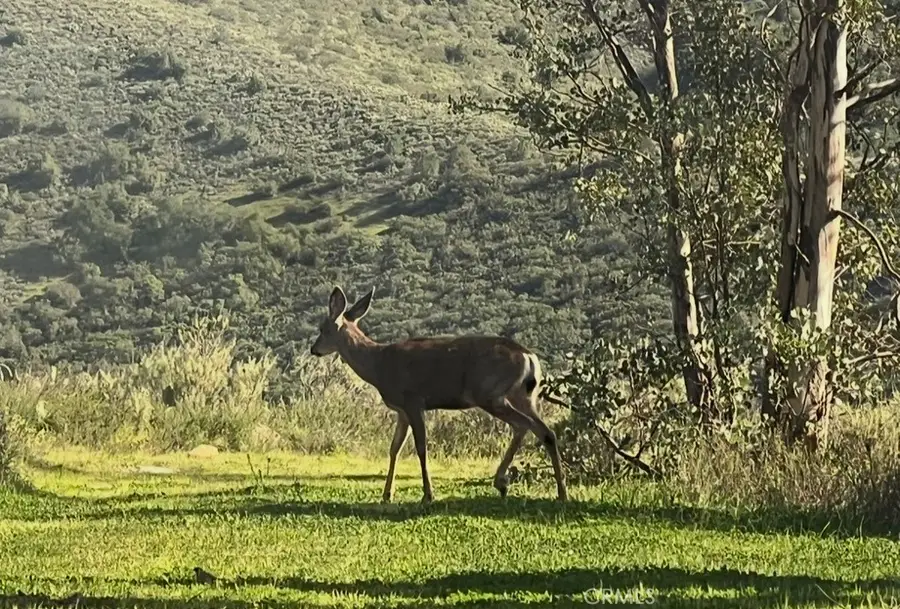0 0, Ortega Mountain, CA 92675 - #3