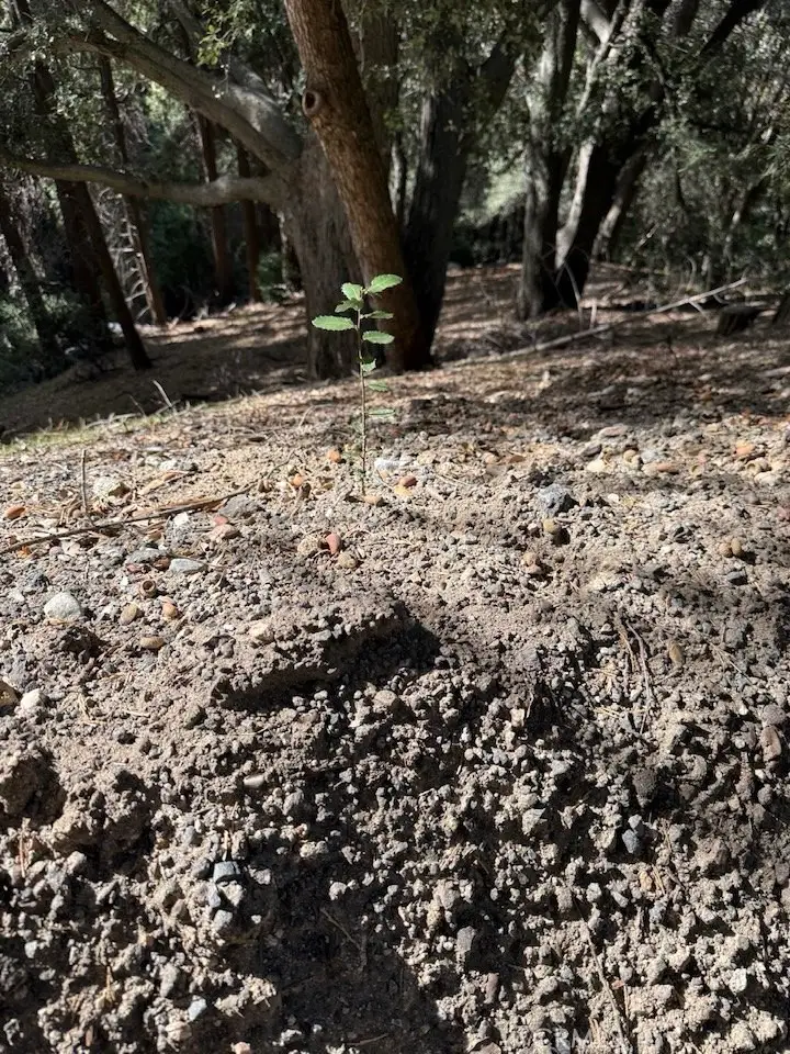 0 Mojave River Road, Cedarpines Park, CA 92322 - Image #3