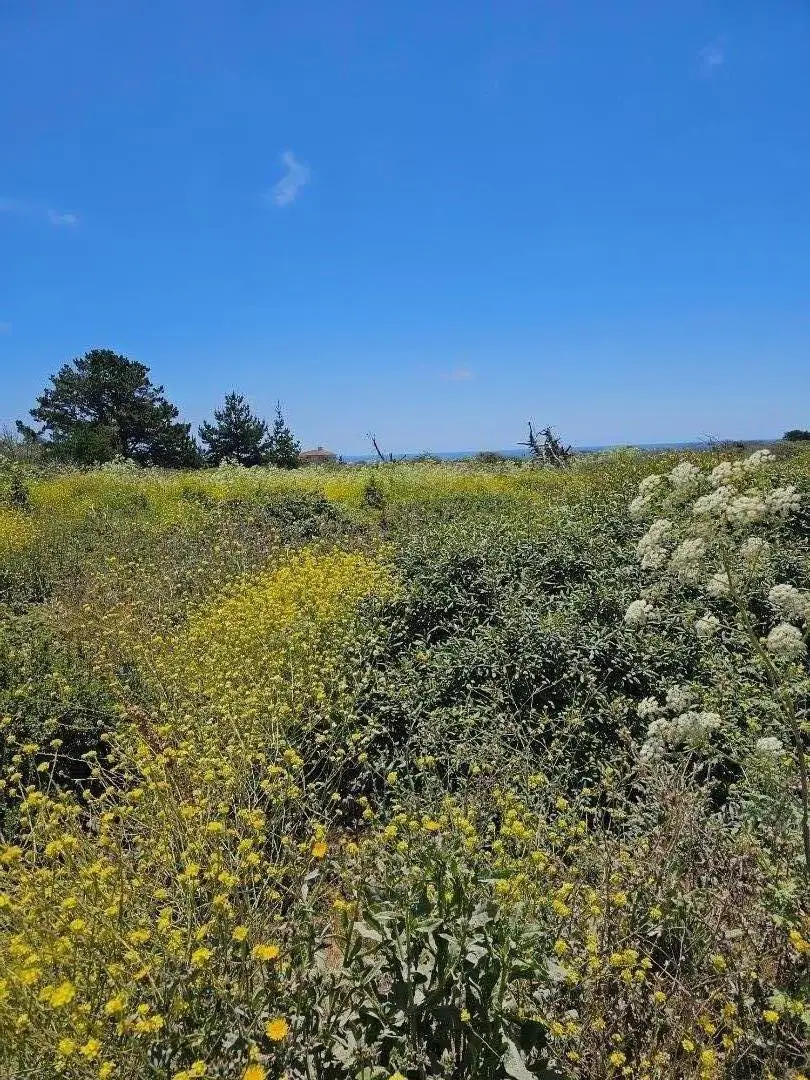 0 Vienna, Half Moon Bay, CA 94019 - #1