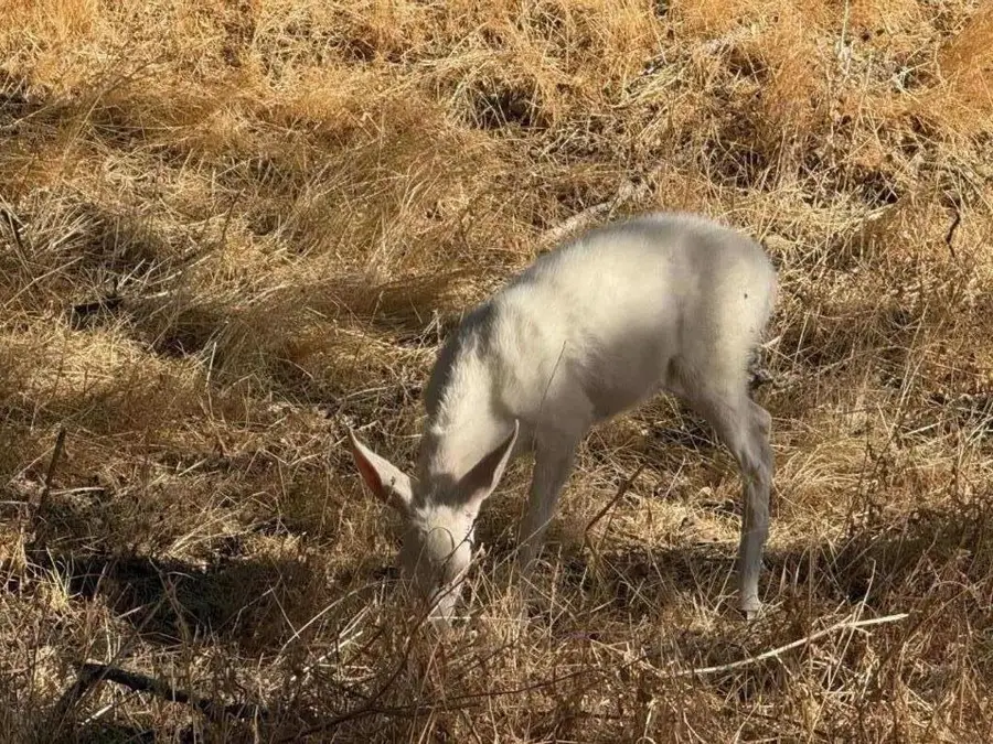 48015 Mines Road, Mount Hamilton, CA 95140 - #2