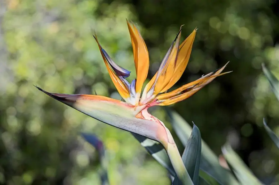 822 Amber Lane, Los Altos, CA 94024 - #3