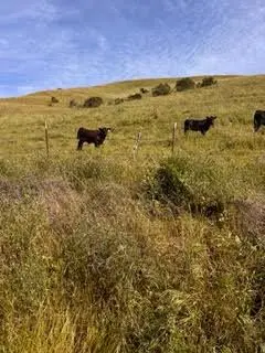 1 Little Merrill Road, San Juan Bautista, CA 95045 - #1