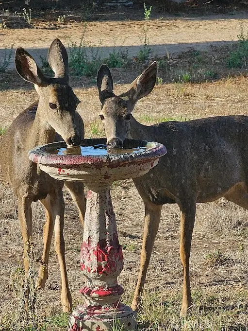 2681 Flora Road, Lompoc, CA 93436 - Image #3