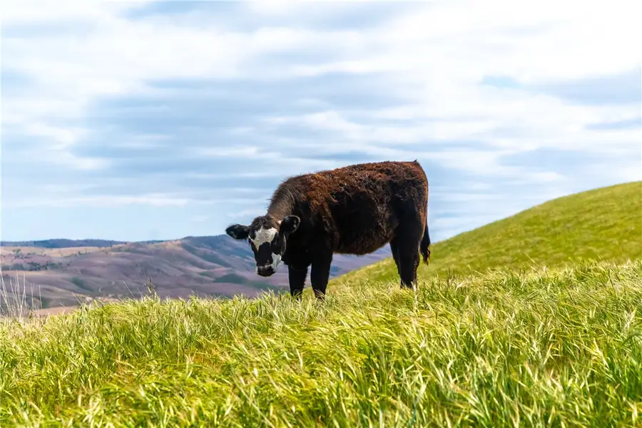 8050 Bitterwater Road, Shandon, CA 93461 - #3