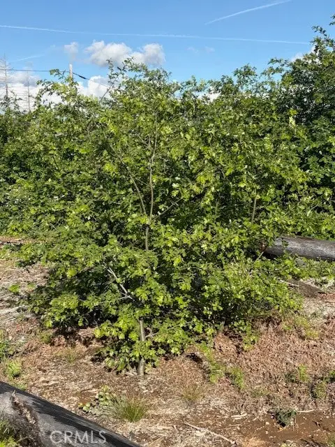 0 Bald Rock Road, Brush Creek, CA 95916 - #2