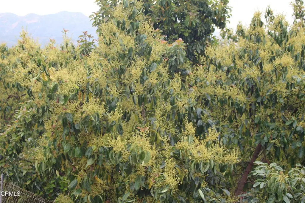 0 Camulos Street, Piru, CA 93040 - #1