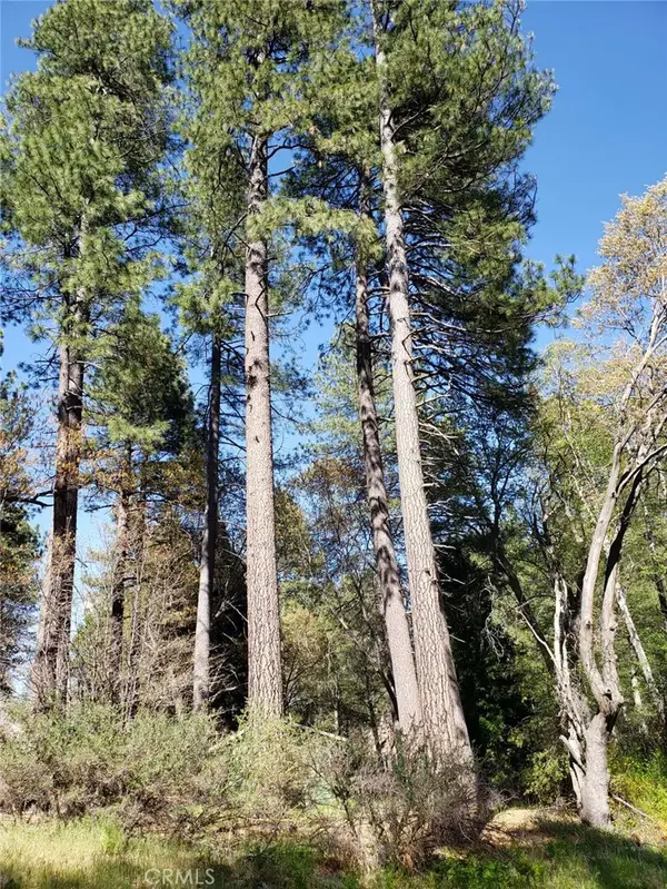 29531 Little Bear Creek Road, Cedar Glen, CA 92321