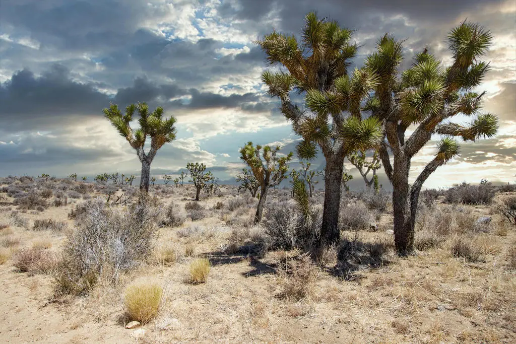 112 Angel View Road, Pioneertown, CA 92268 - Image #1