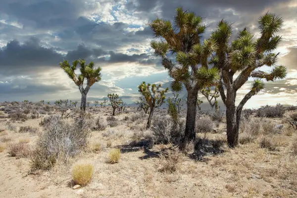 112 Angel View Road, Pioneertown, CA 92268