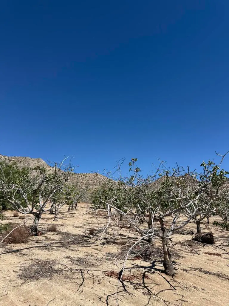 49191 Cedar Drive, Morongo Valley, CA 92256 - Image #2