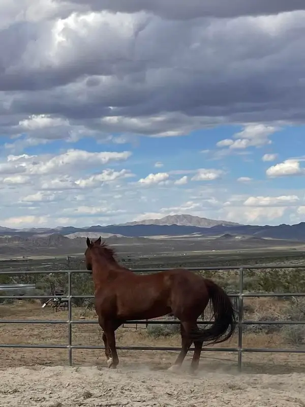 7077 Camp Rock Road, Lucerne Valley, CA 92356