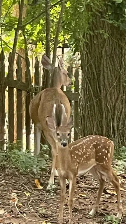 4075 Dream Catcher Drive, Woodstock, GA 30189 - Image #3