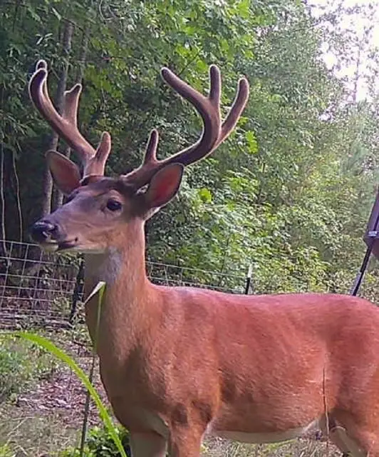 1530 Old Middleton Road, Elberton, GA 30635 - Image #3