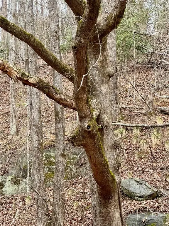 0 Lewis Grindle Road, Dahlonega, GA 30533 - #2