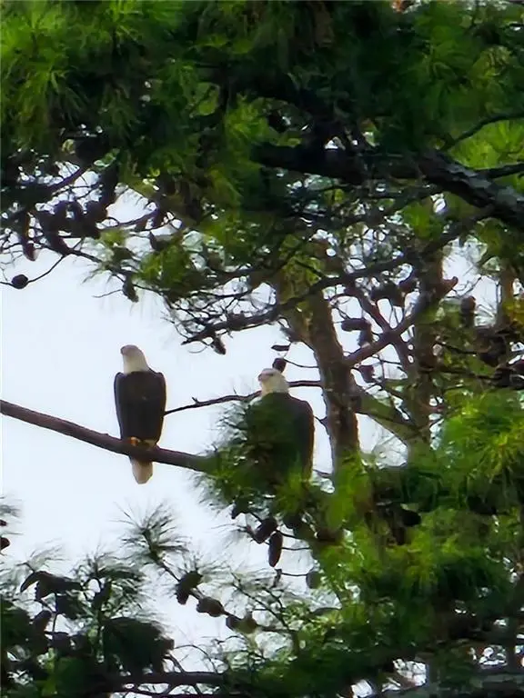 105 Hawks Court, Ball Ground, GA 30107 - #2