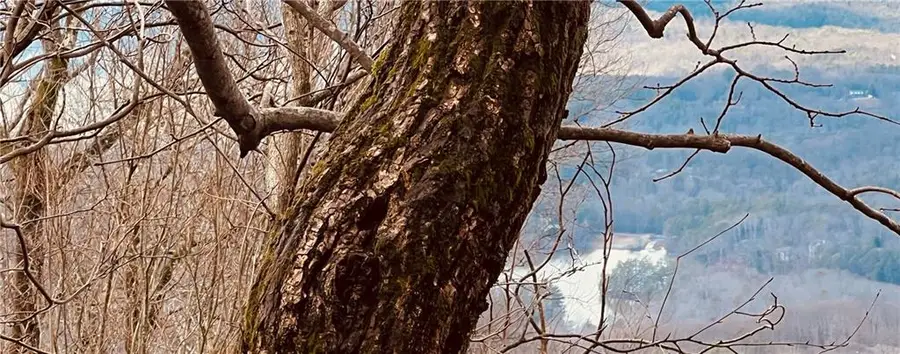 280 Big Stump Mountain Trail, Jasper, GA 30143 - #3