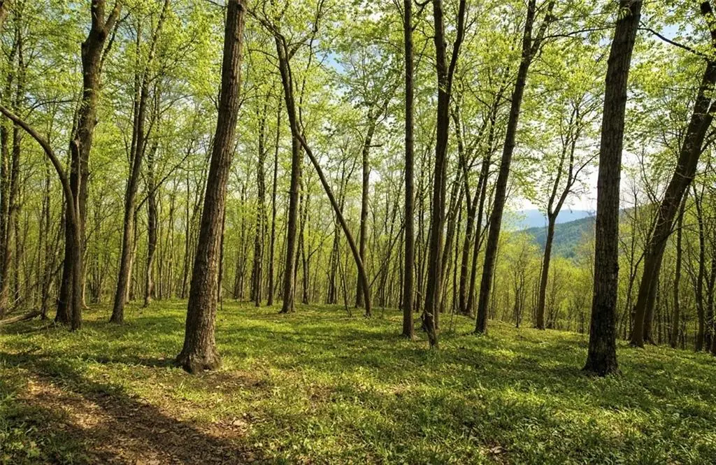 0 Burnt Mtn Cove Road, Jasper, GA 30143 - #1