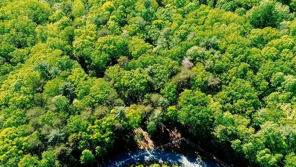 19 Amicalola Drive, Dawsonville, GA 30534