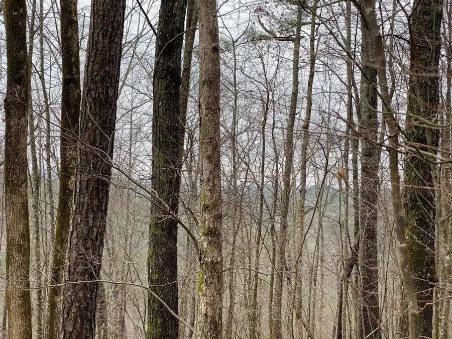4AC Scenic Way, Ellijay, GA 30540 - #3