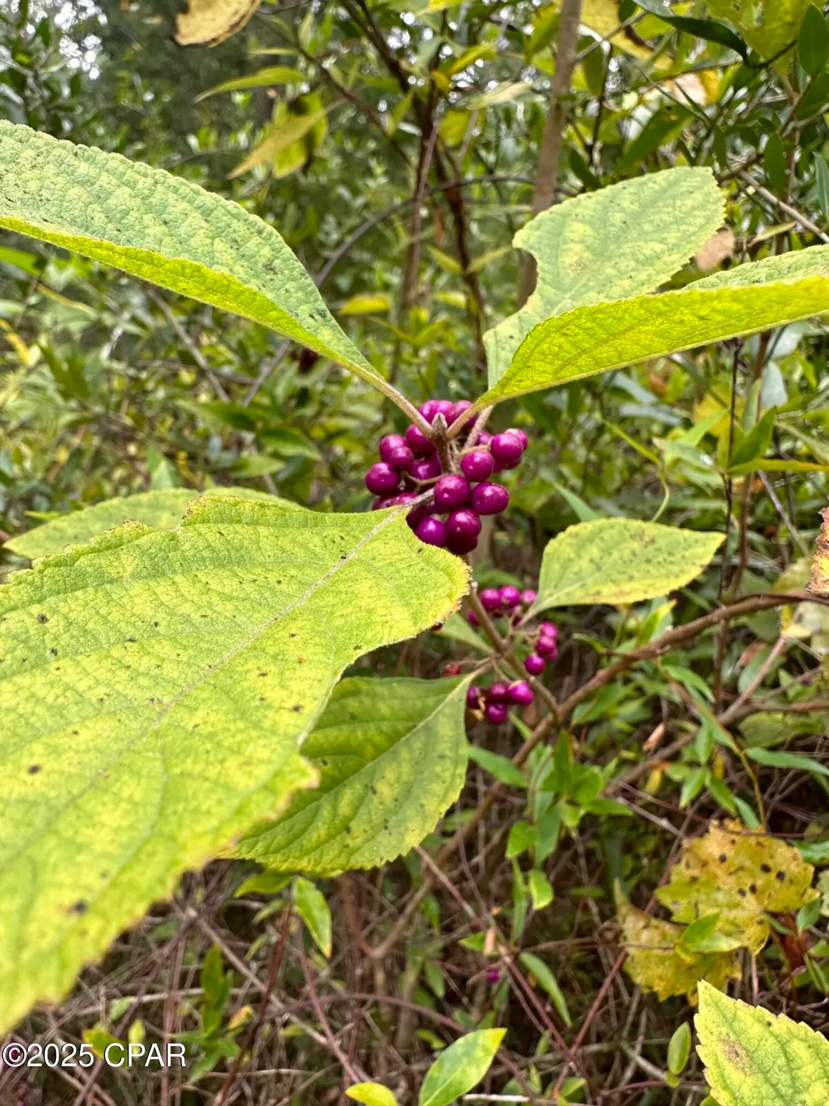 Tract# Mattox Springs Road #North 2, Caryville, FL 32427 - Image #1