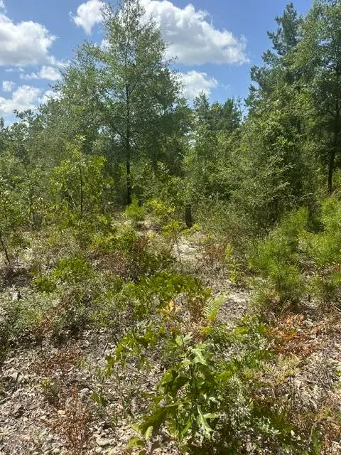 4 Daffodil Court, Mossy Head, FL 32434