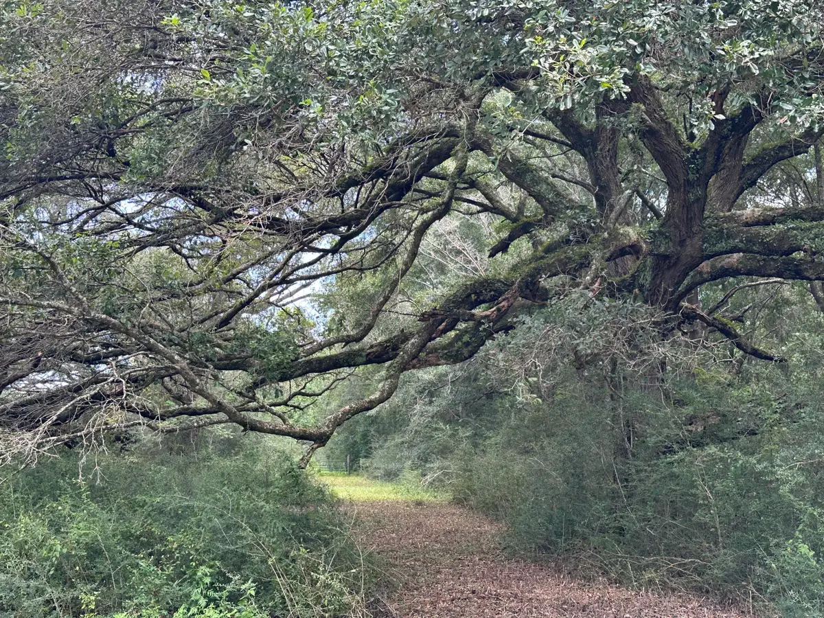 31+/-AC Cooper Lane, Holt, FL 32564 - #1