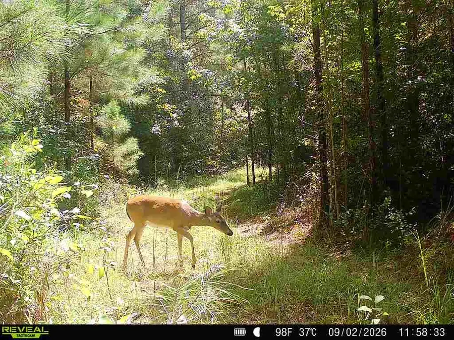 33.66+/-AC Snyder Avenue, Other, AL 00N/A - #2