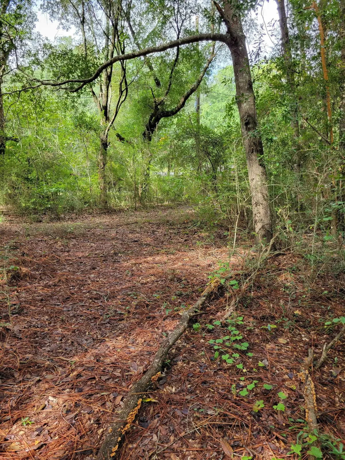 204 Shell Drive, Crestview, FL 32536 - #1