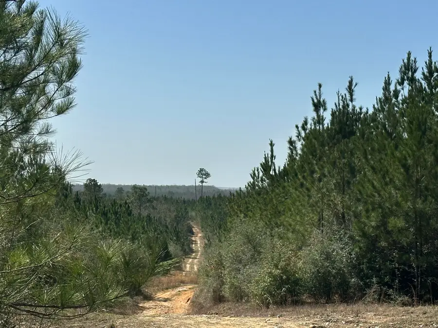 Tract#6416 S Douglas Ferry Road, Caryville, FL 32427 - #2