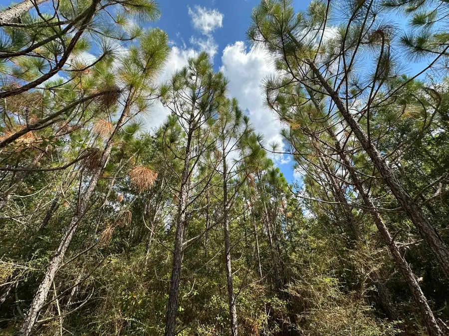 A-E New Ebenezer Road, Laurel Hill, FL 32567 - Image #3