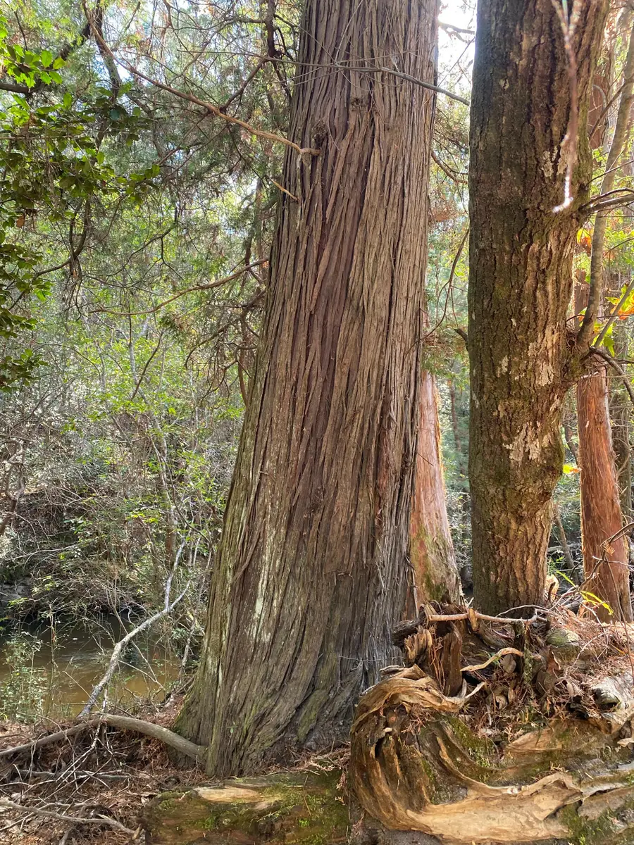 Parcel 1/D Sunburst Drive, Crestview, FL 32539 - Image #2