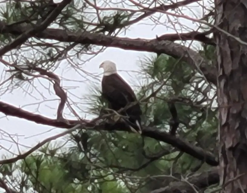 7 Virgo Street, Santa Rosa Beach, FL 32459 - #3