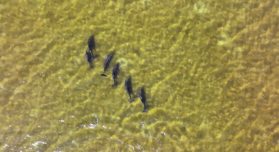 46 Morning Sun Court, Santa Rosa Beach, FL 32459 - #2