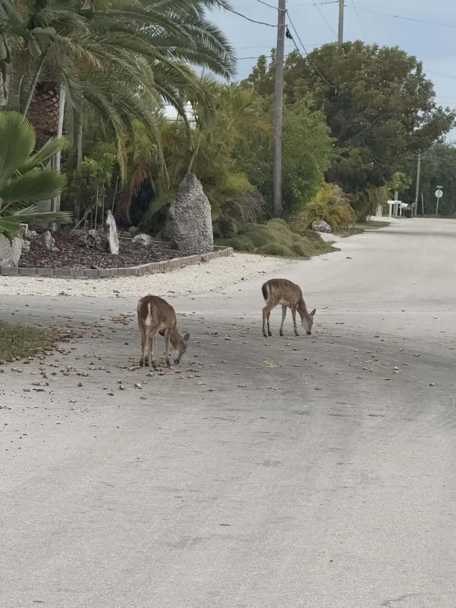 30324 Frigate Lane, Big Pine Key, FL 33043 - Image #3