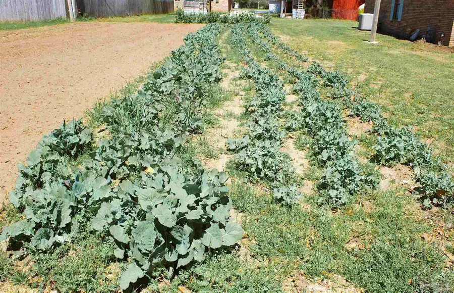 4050 Harrison Ave, Jay, FL 32565 - Image #3