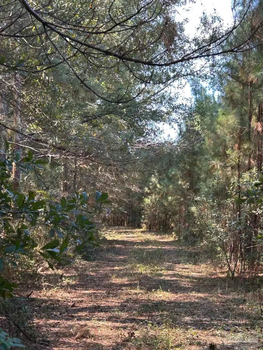 Lot A Beaver Creek Rd, Wing, AL 36483 - Image #3